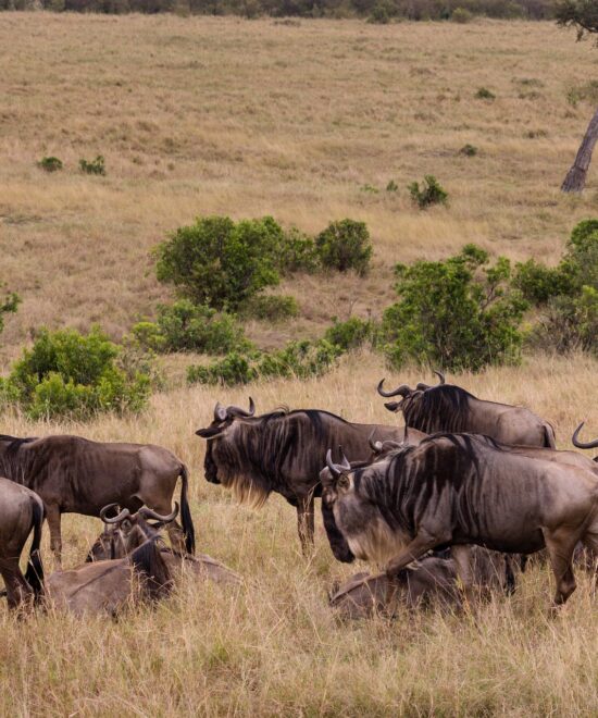 5 Days Among the Ndutu Migration Herds