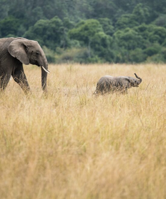 6 Days of Wildlife Marvels Tanzania Safari