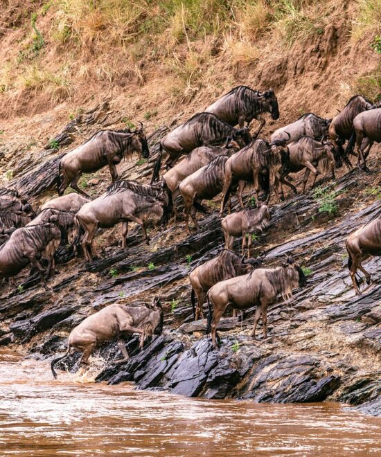 8 Days Chasing the Great Migration in Serengeti